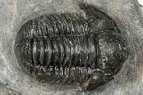 Detailed Gerastos Trilobite Fossil - Morocco #347356-2